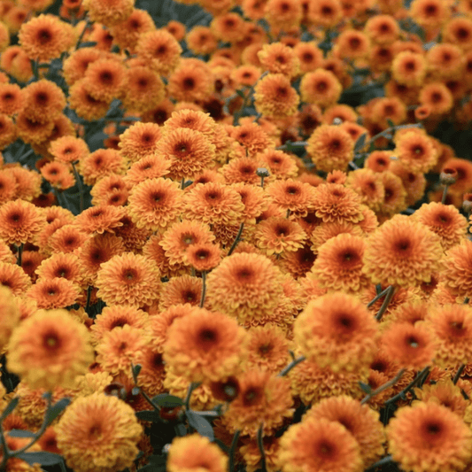 Kelvin Tattoo Heirloom Chrysanthemum (Available 2028) - Love Dahlias-south-africa-flower-bulbs