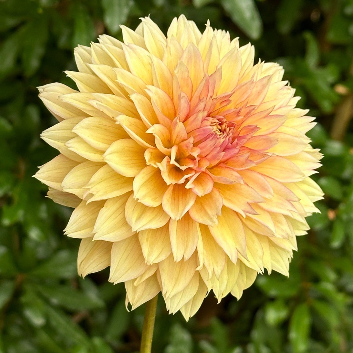 Kick Off Dahlia Tuber - Love Dahlias - south - africa - flower - bulbs