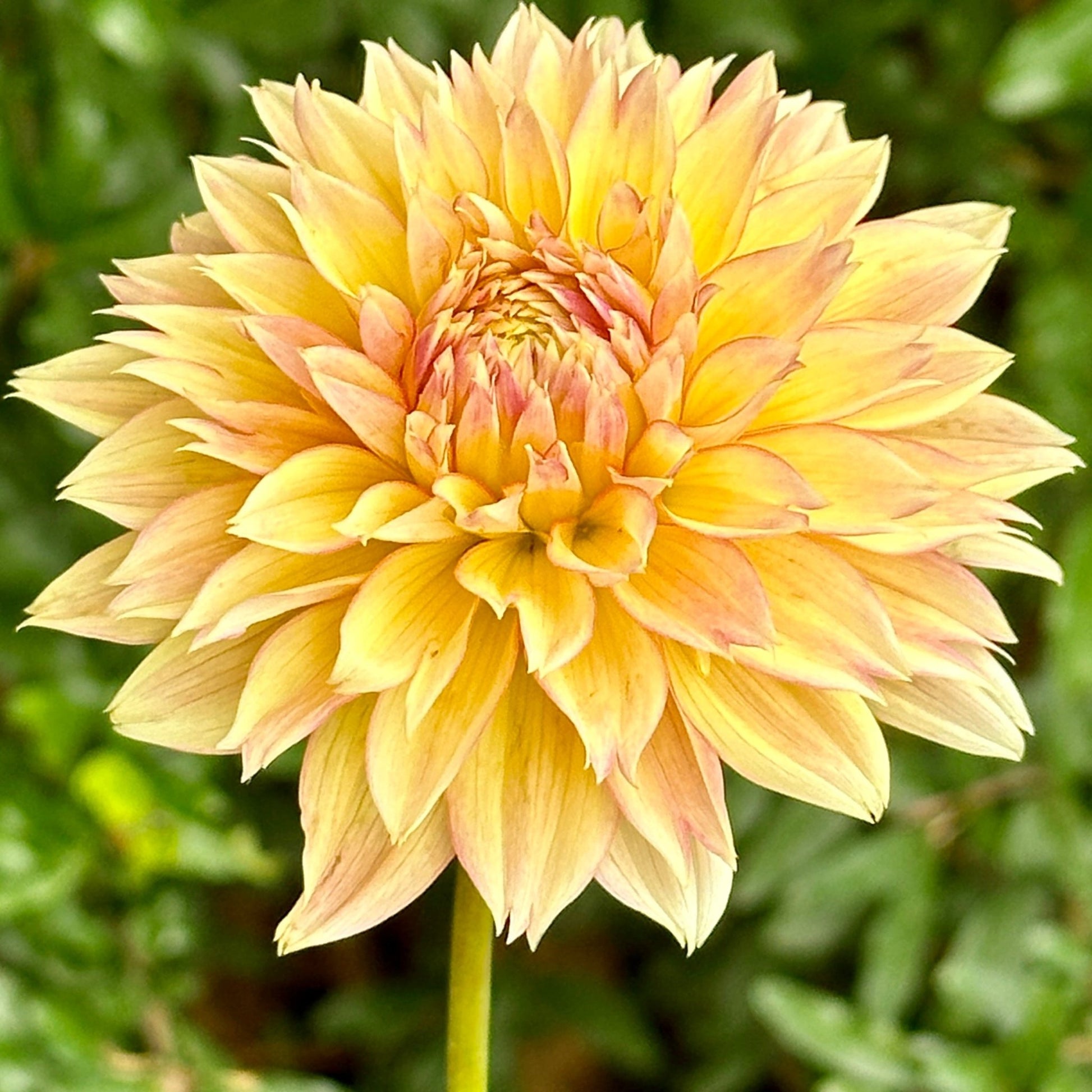 Kick Off Dahlia Tuber - Love Dahlias - south - africa - flower - bulbs