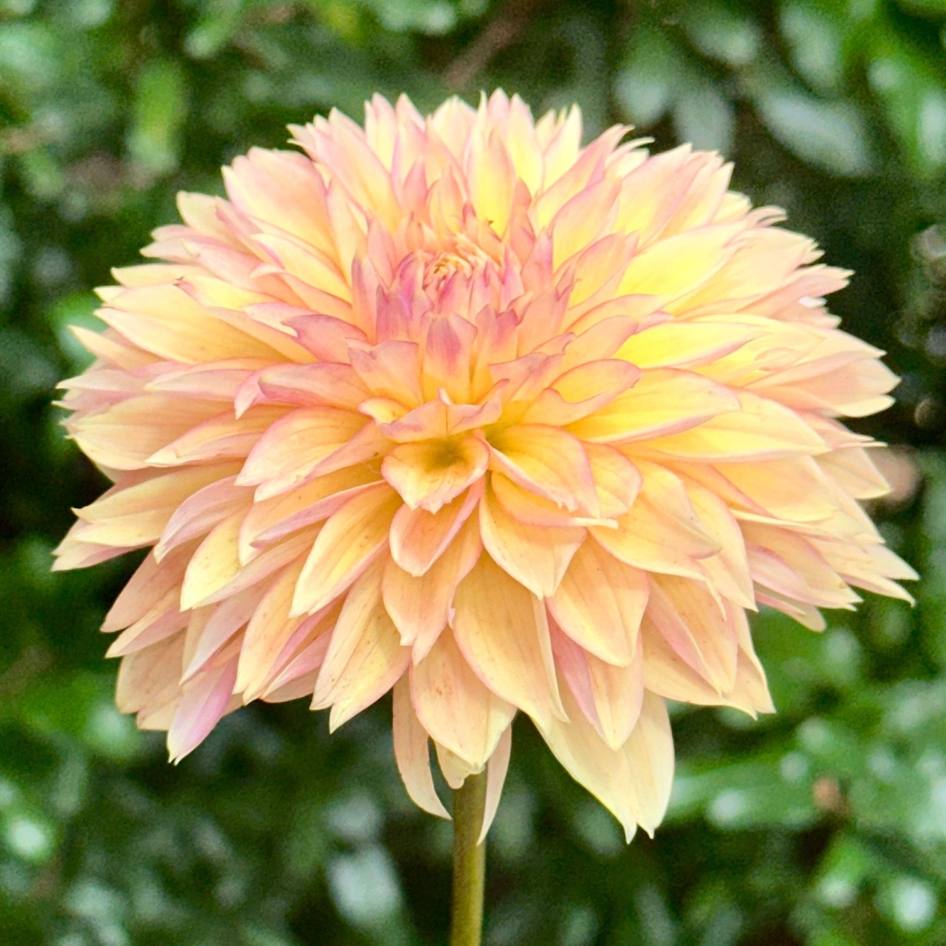 Kick Off Dahlia Tuber - Love Dahlias - south - africa - flower - bulbs
