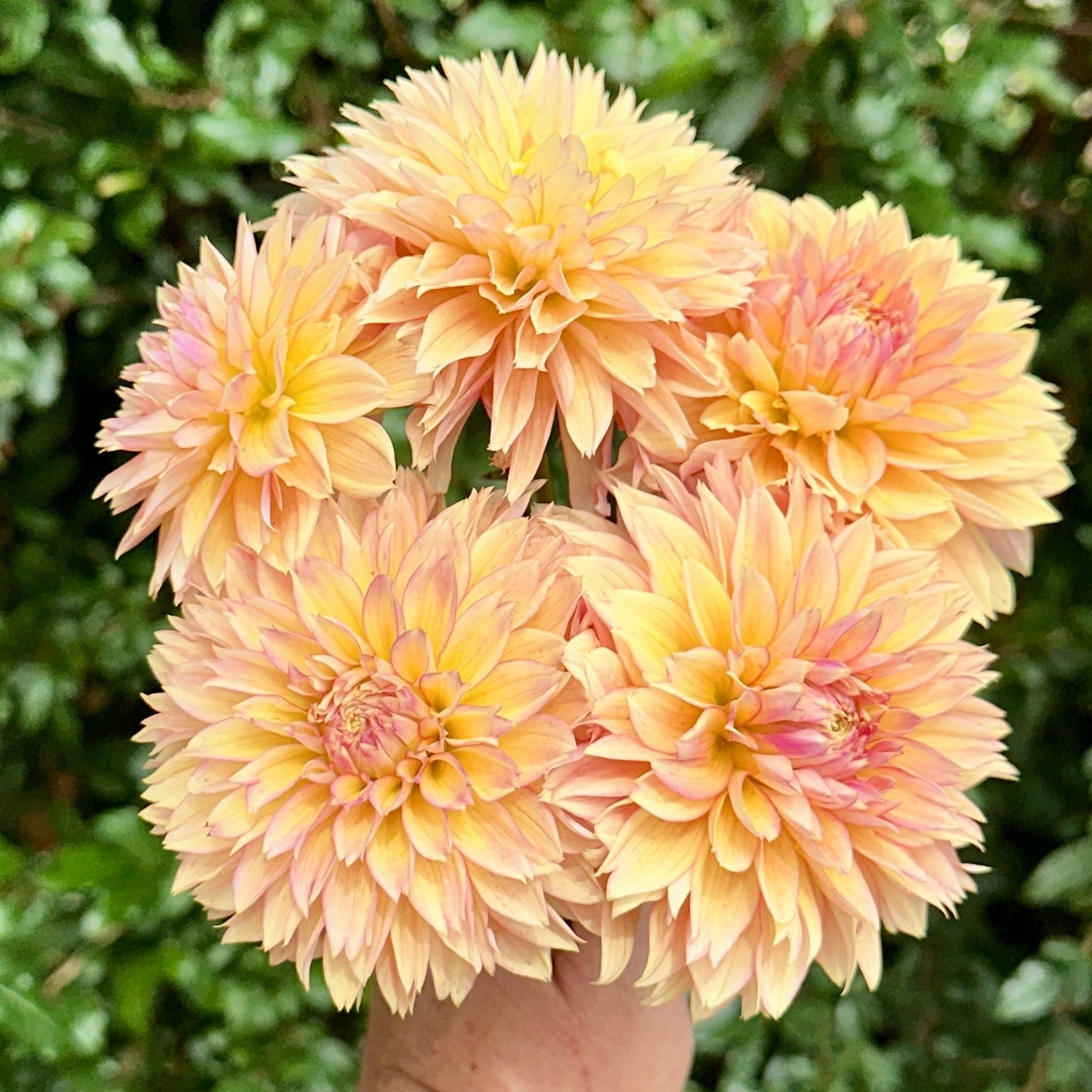 Kick Off Dahlia Tuber - Love Dahlias - south - africa - flower - bulbs