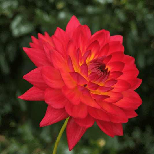 Kilburn Glow Dahlia Tuber | South Africa - Love Dahlias-south-africa-flower-bulbs