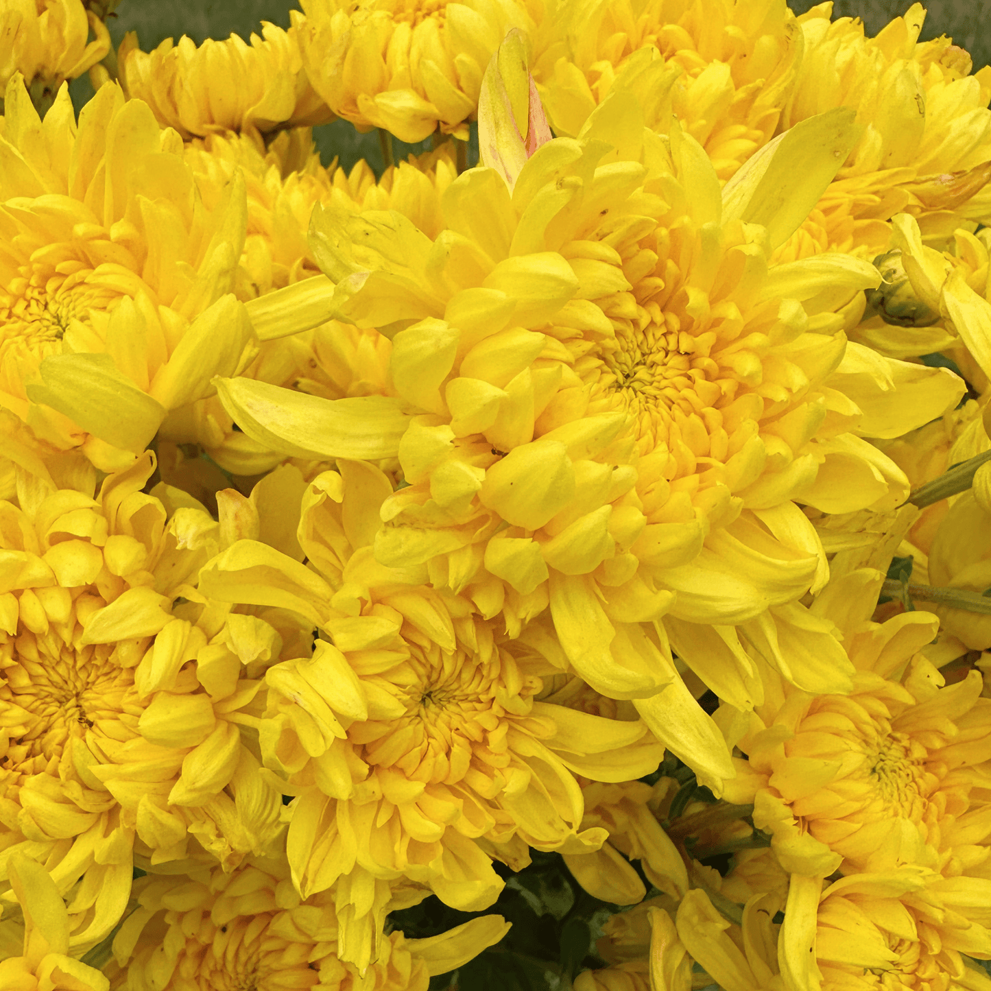 Kings Pleasure Heirloom Chrysanthemum | South Africa - Love Dahlias - south - africa - flower - bulbs