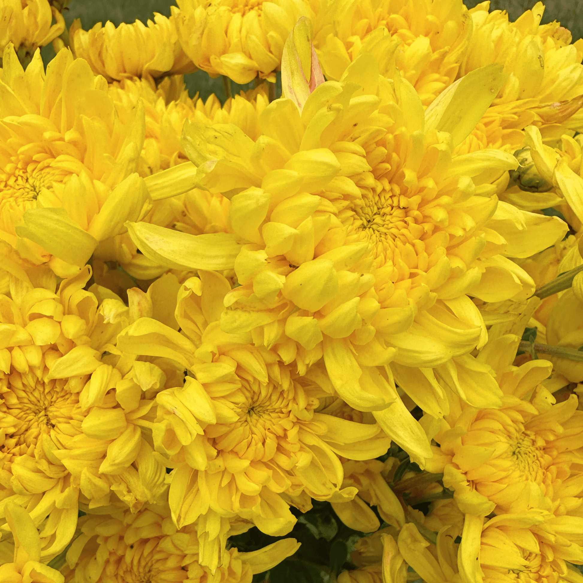 Kings Pleasure Heirloom Chrysanthemum | South Africa - Love Dahlias - south - africa - flower - bulbs