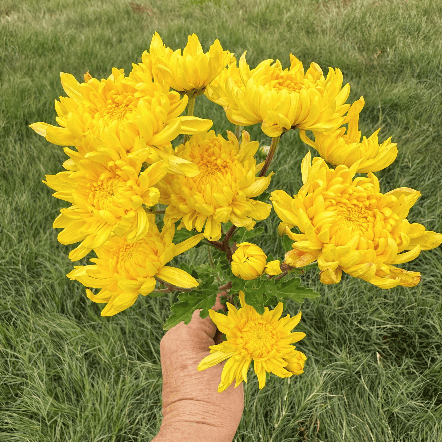 Kings Pleasure Heirloom Chrysanthemum | South Africa - Love Dahlias - south - africa - flower - bulbs