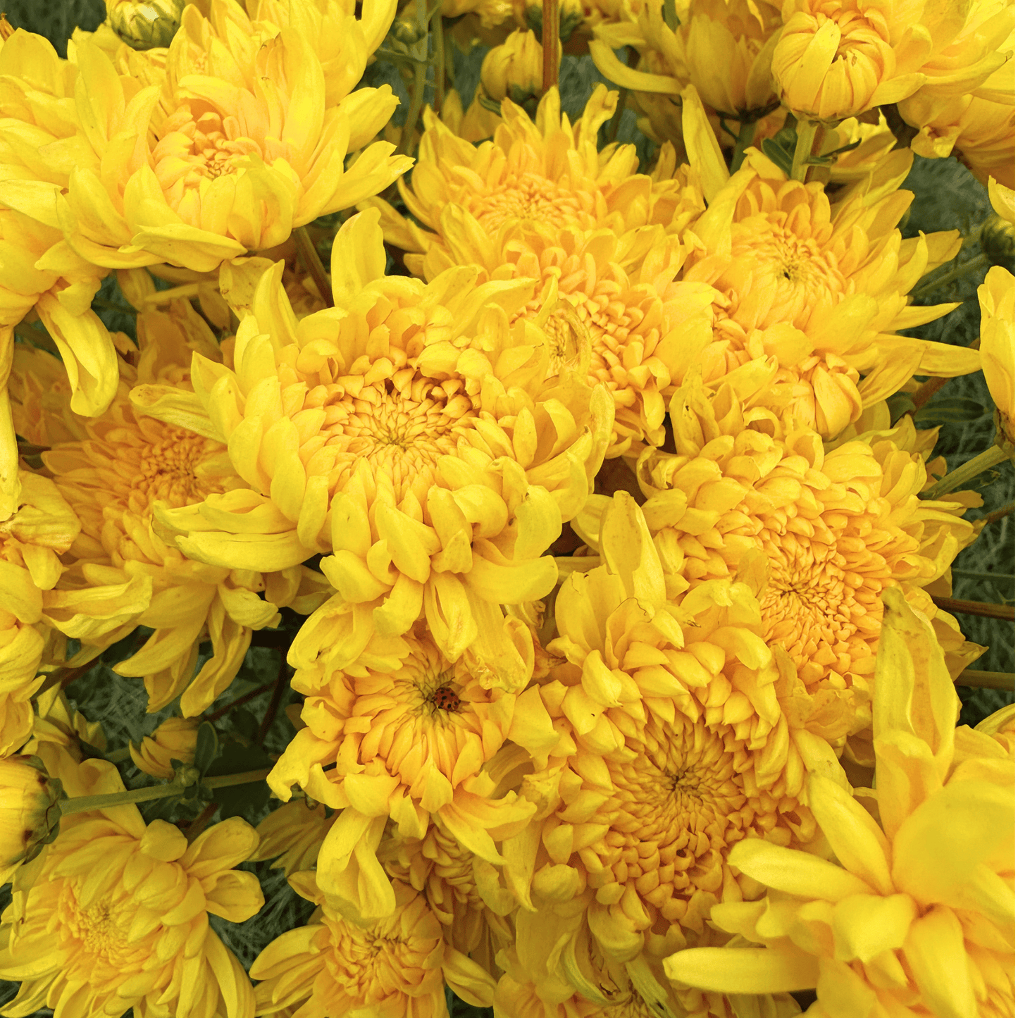 Kings Pleasure Heirloom Chrysanthemum | South Africa - Love Dahlias - south - africa - flower - bulbs