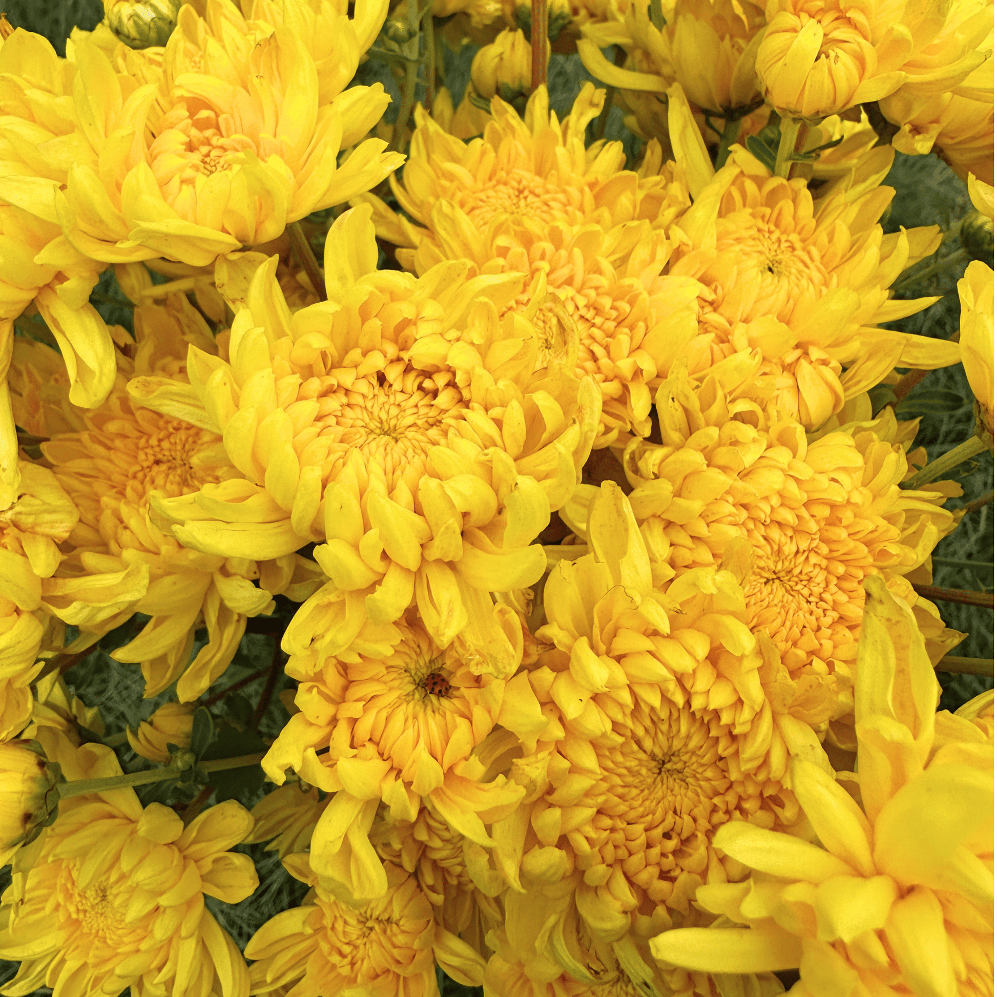 Kings Pleasure Heirloom Chrysanthemum | South Africa - Love Dahlias - south - africa - flower - bulbs