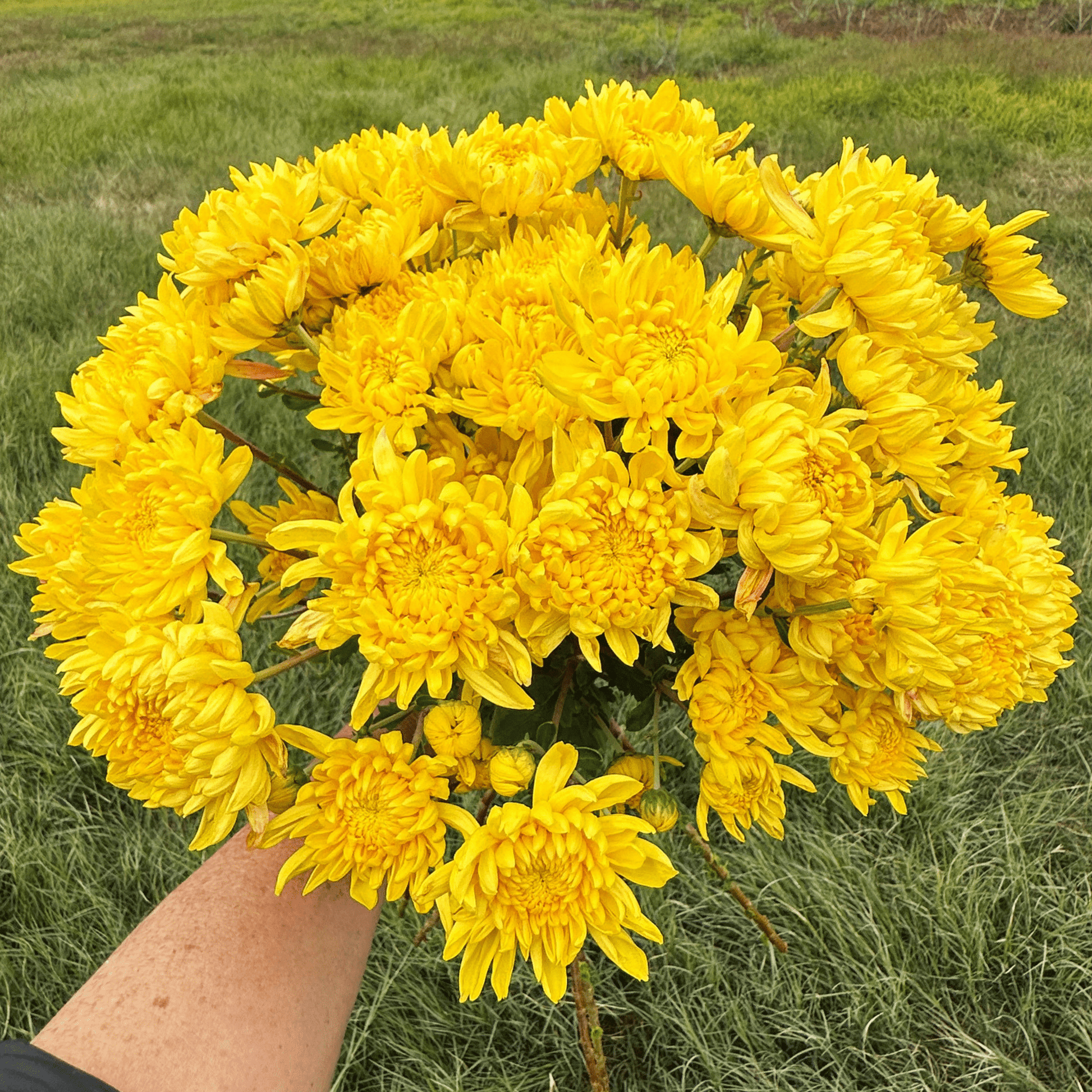 Kings Pleasure Heirloom Chrysanthemum | South Africa - Love Dahlias - south - africa - flower - bulbs