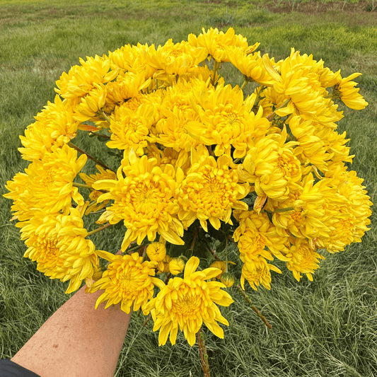 Kings Pleasure Heirloom Chrysanthemum | South Africa - Love Dahlias - south - africa - flower - bulbs