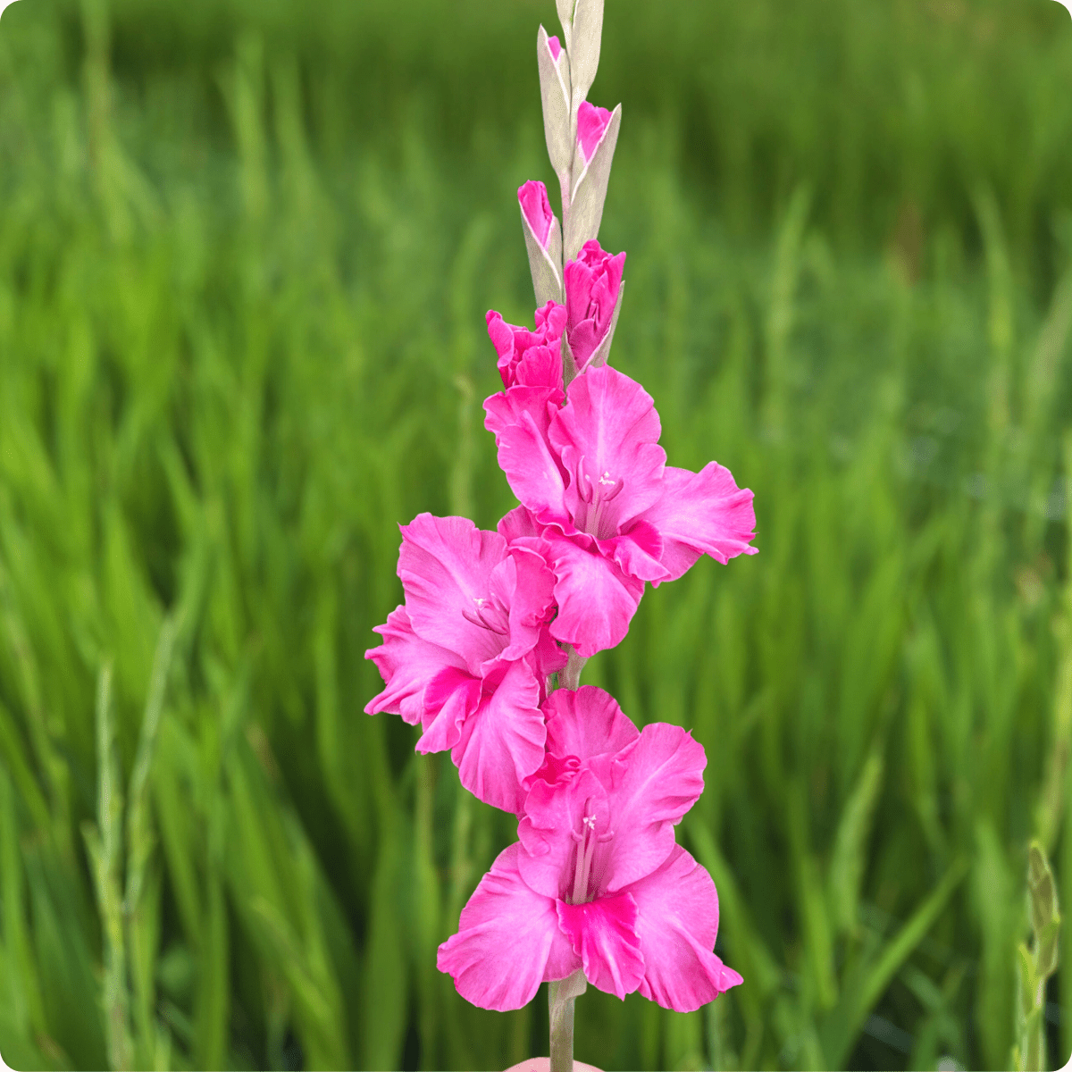 Kingston Ruffle Gladiolus Corms (Pack of 10) Sword Lily - Love Dahlias - south - africa - flower - bulbs