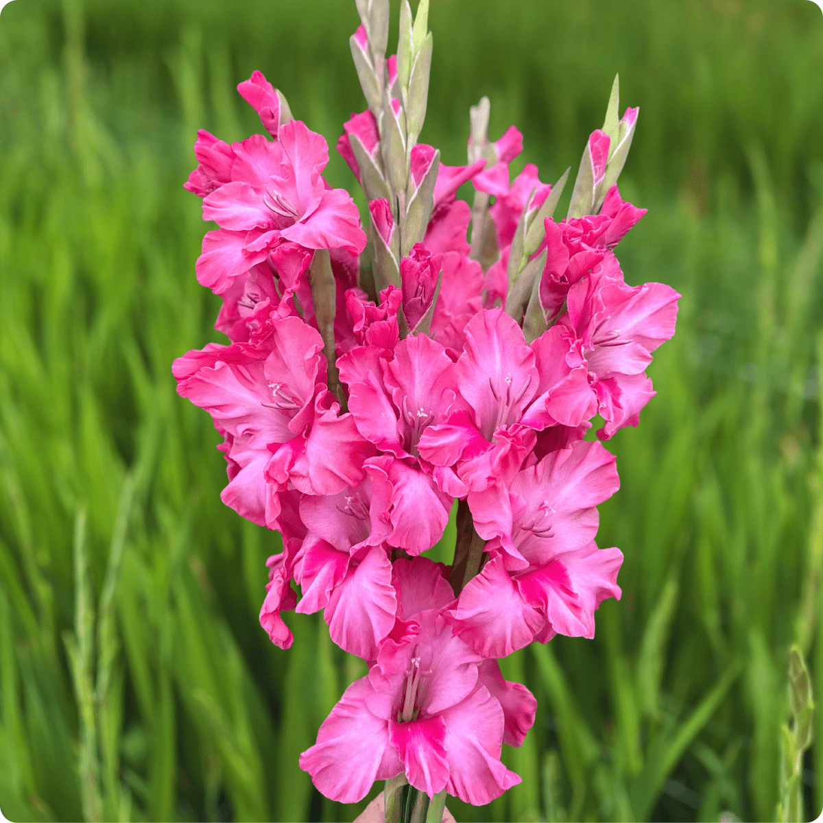 Kingston Ruffle Gladiolus Corms (Pack of 10) Sword Lily - Love Dahlias - south - africa - flower - bulbs
