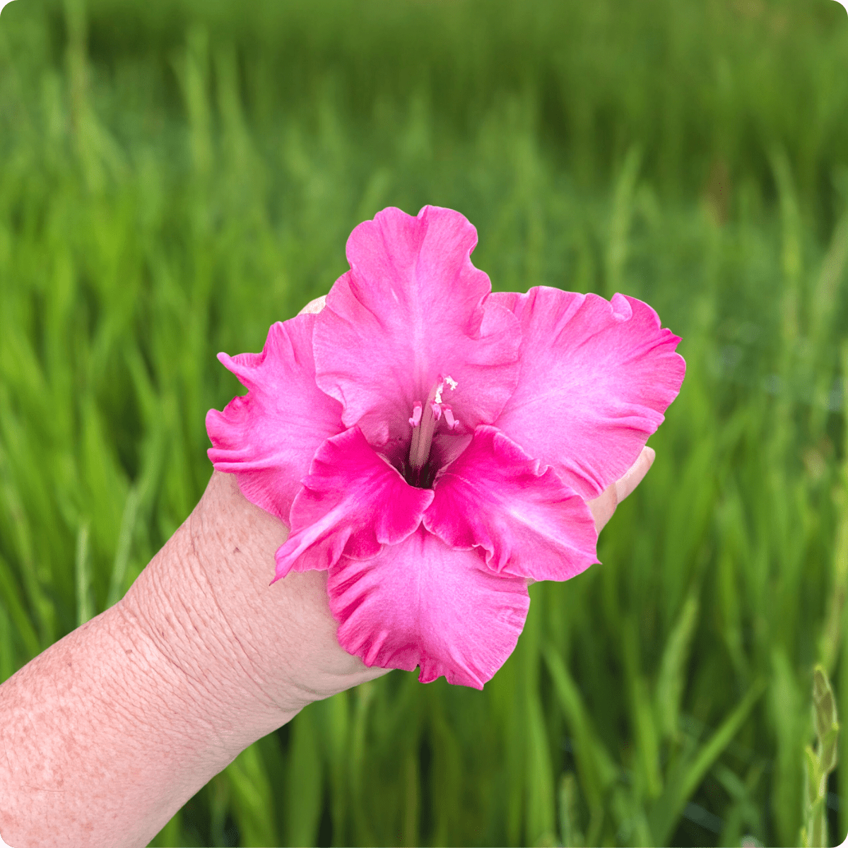 Kingston Ruffle Gladiolus Corms (Pack of 10) Sword Lily - Love Dahlias - south - africa - flower - bulbs