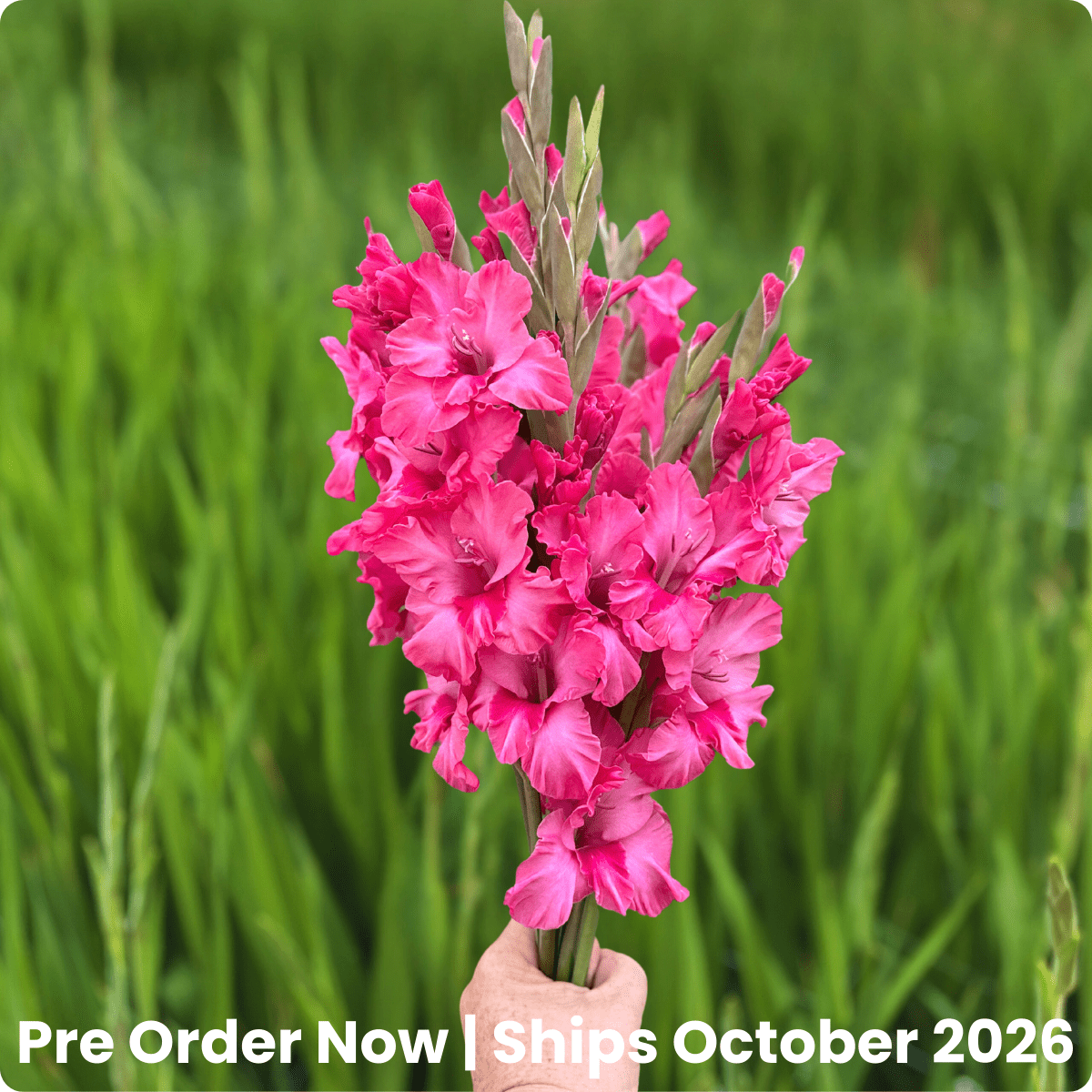 Kingston Ruffle Gladiolus Corms (Pack of 10) Sword Lily - Love Dahlias - south - africa - flower - bulbs