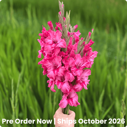 Kingston Ruffle Gladiolus Corms (Pack of 10) Sword Lily - Love Dahlias - south - africa - flower - bulbs
