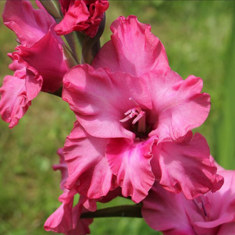 Kingston Ruffle Gladiolus (Pack of 12) Sword Lily - Love Dahlias - south - africa - flower - bulbs