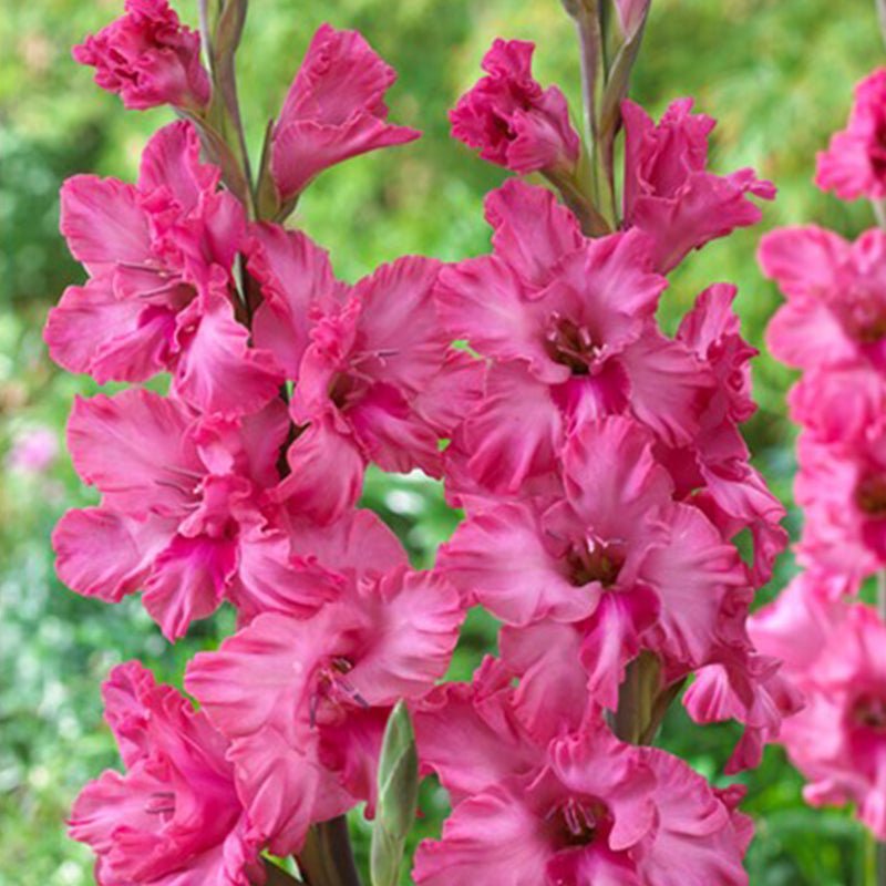 Kingston Ruffle Gladiolus (Pack of 12) Sword Lily - Love Dahlias - south - africa - flower - bulbs
