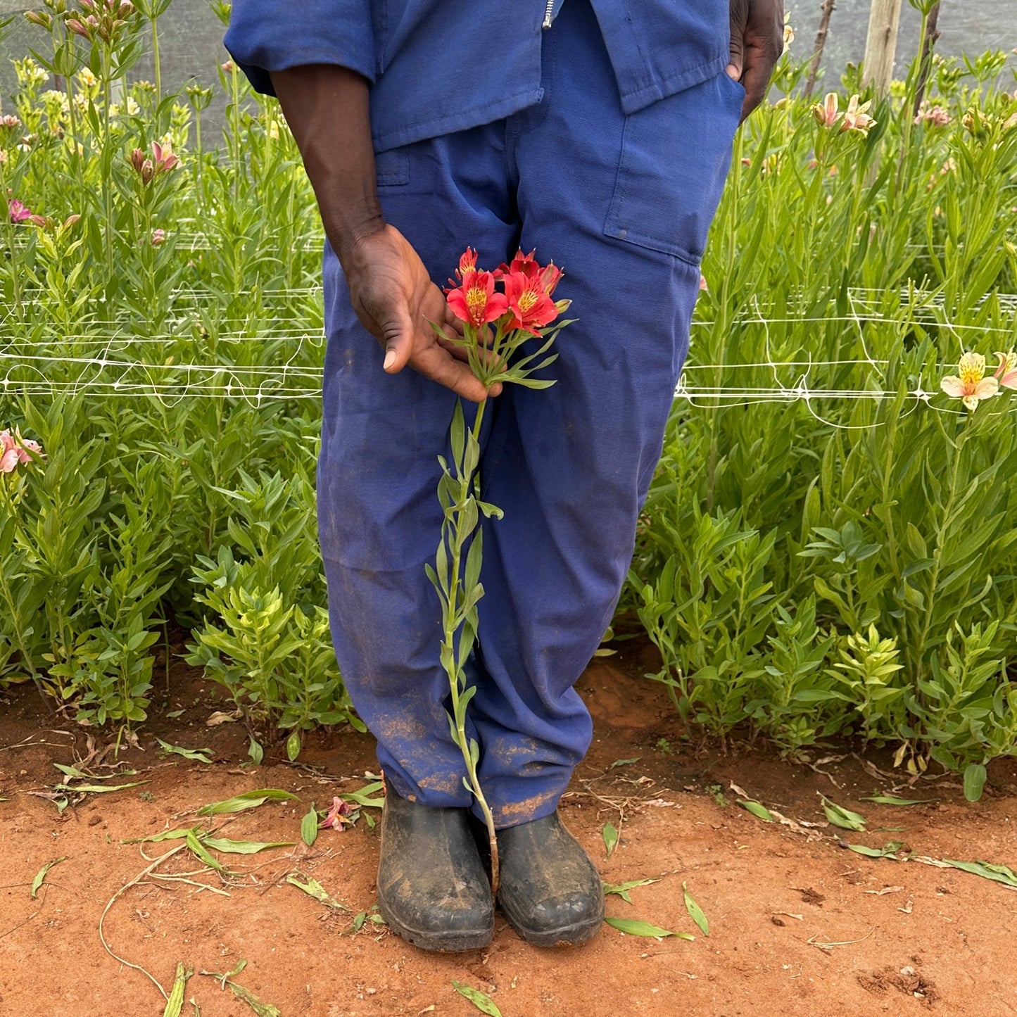 Kit Kat Alstroemeria Plant (Inca Lily) - Love Dahlias - south - africa - flower - bulbs