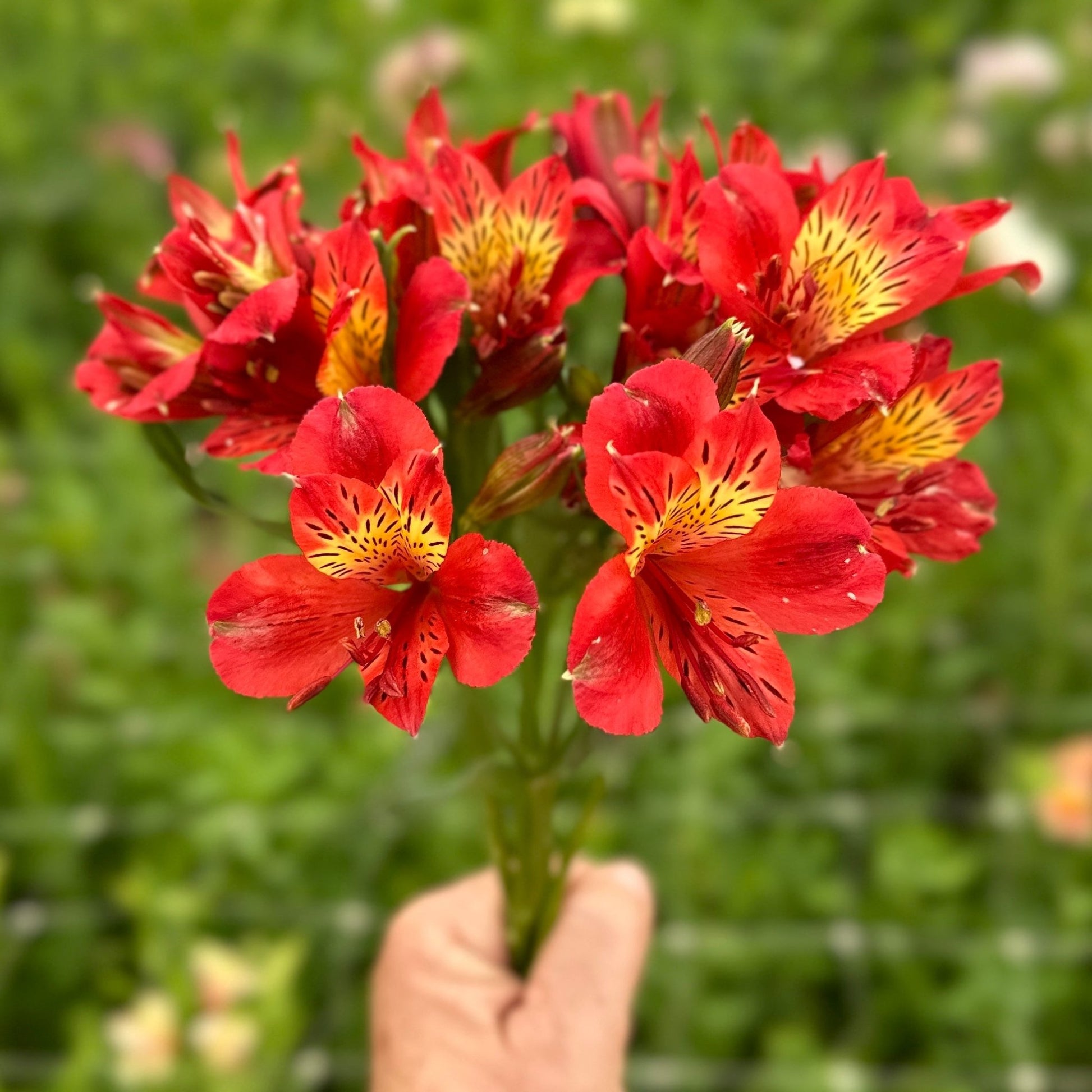 Kit Kat Alstroemeria Plant (Inca Lily) - Love Dahlias - south - africa - flower - bulbs