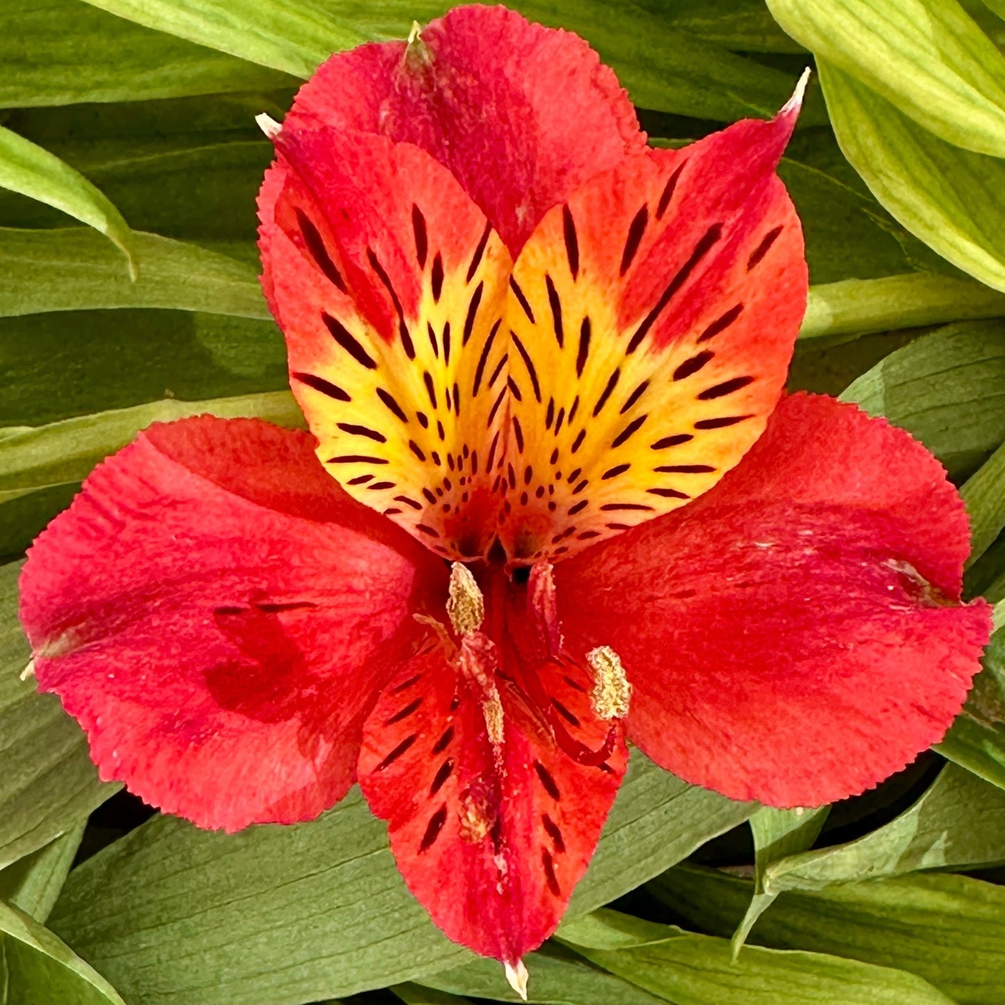 Kit Kat Alstroemeria Plant (Inca Lily) - Love Dahlias - south - africa - flower - bulbs