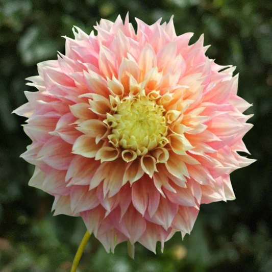Kogane Fubuki Dahlia Tuber | South Africa - Love Dahlias-south-africa-flower-bulbs
