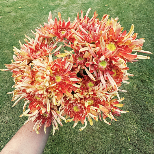 Kokka Ebino Heirloom Chrysanthemum | South Africa - Love Dahlias - south - africa - flower - bulbs
