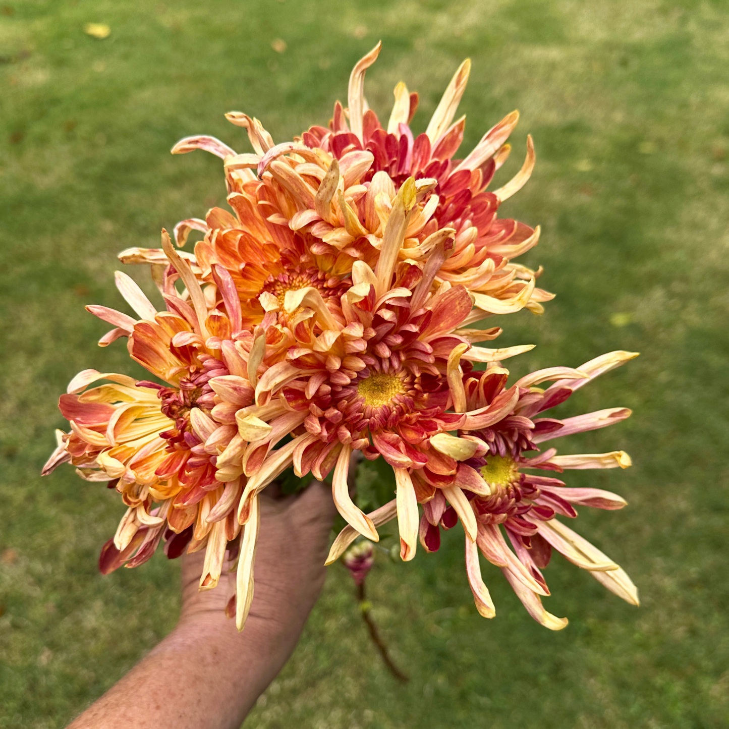 Kokka Ebino Heirloom Chrysanthemum | South Africa - Love Dahlias - south - africa - flower - bulbs