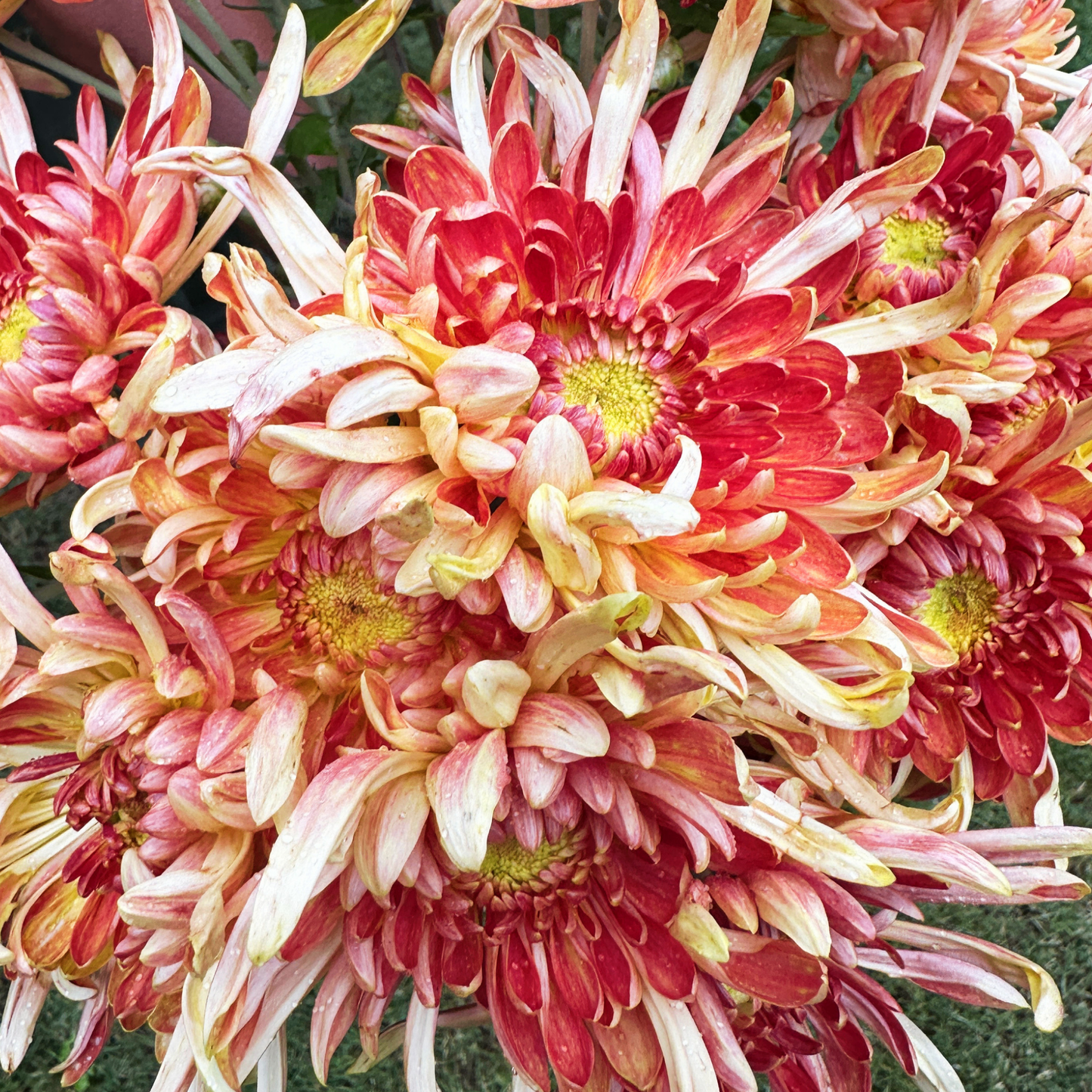 Kokka Ebino Heirloom Chrysanthemum | South Africa - Love Dahlias - south - africa - flower - bulbs