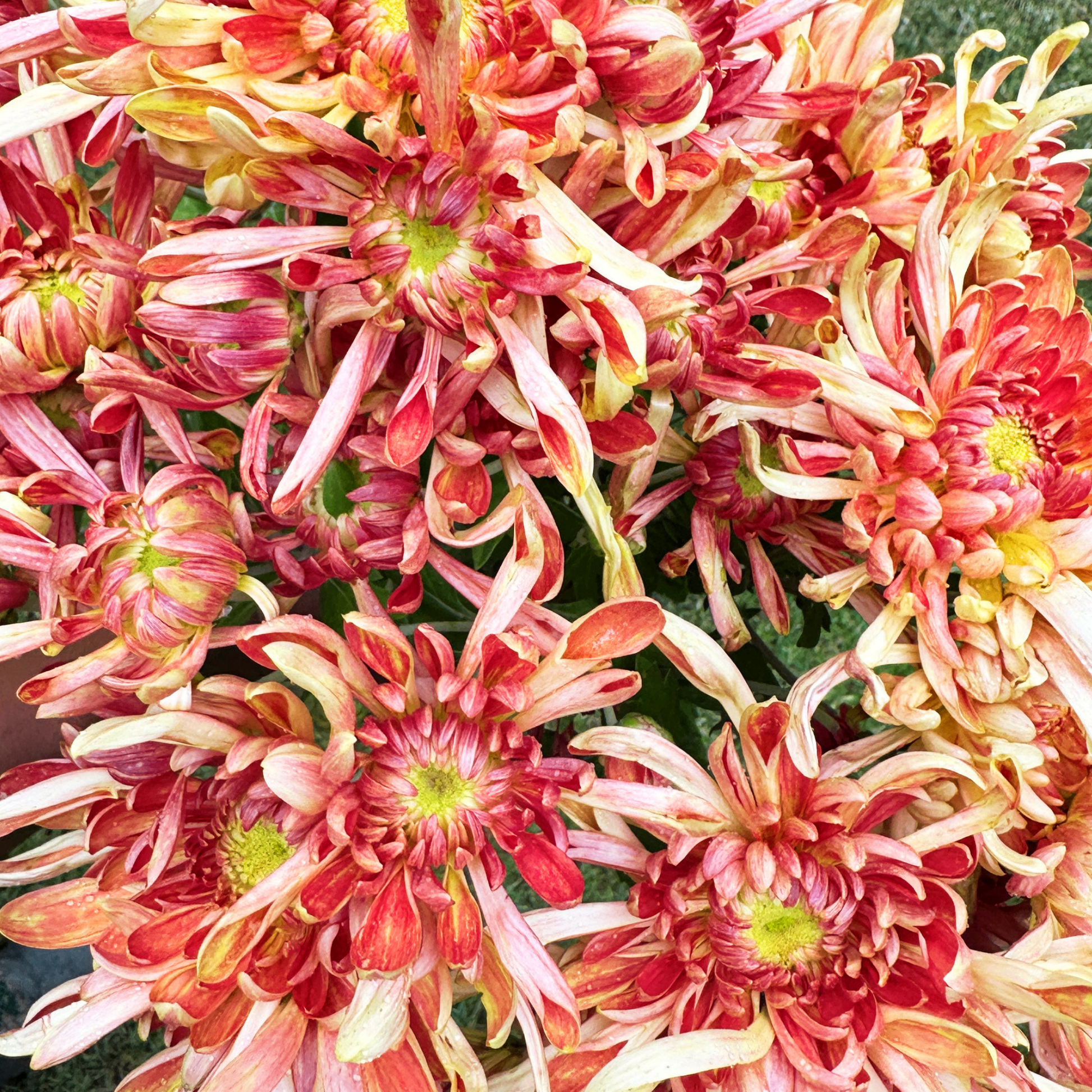 Kokka Ebino Heirloom Chrysanthemum | South Africa - Love Dahlias - south - africa - flower - bulbs