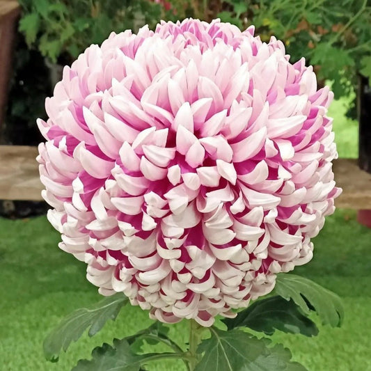 Kokka No Sachi Mum 4 pack - Love Dahlias - south - africa - flower - bulbs