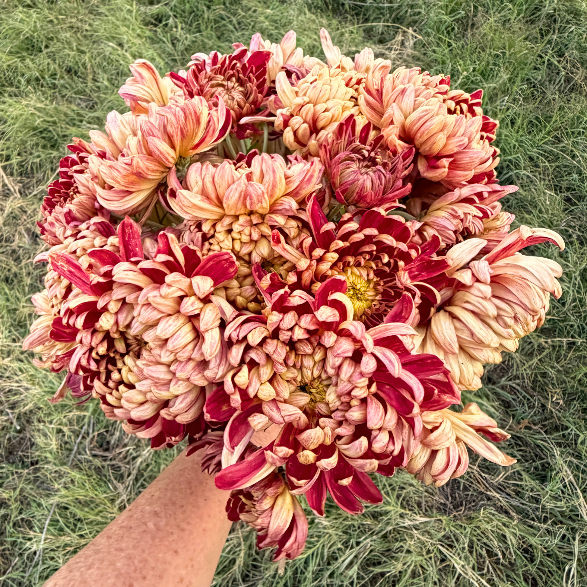 Kokka Syozen Heirloom Chrysanthemum | South Africa - Love Dahlias - south - africa - flower - bulbs