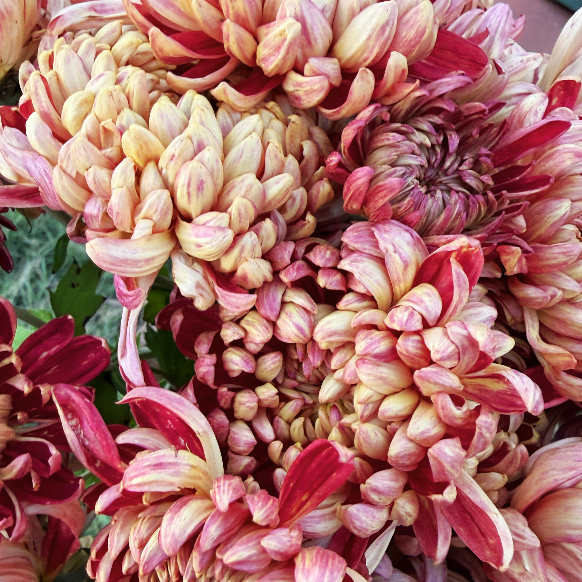 Kokka Syozen Heirloom Chrysanthemum | South Africa - Love Dahlias - south - africa - flower - bulbs