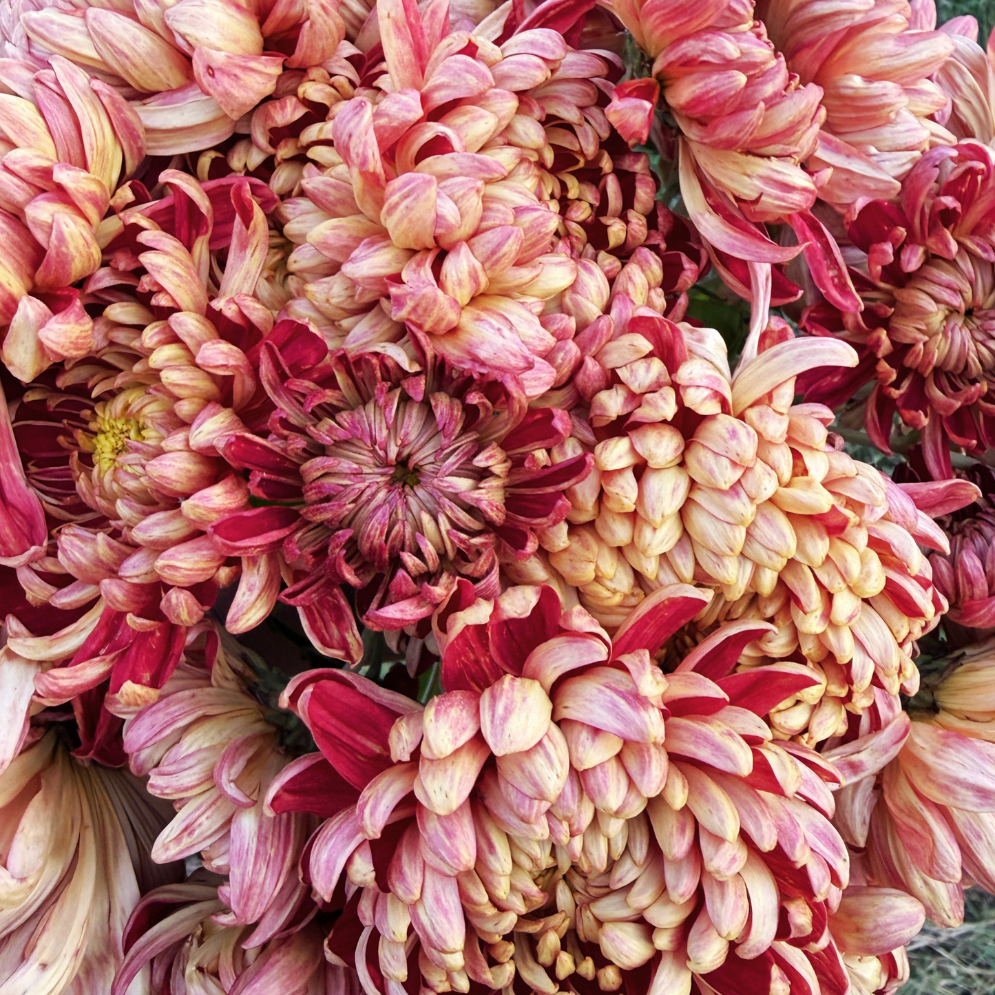 Kokka Syozen Heirloom Chrysanthemum | South Africa - Love Dahlias - south - africa - flower - bulbs