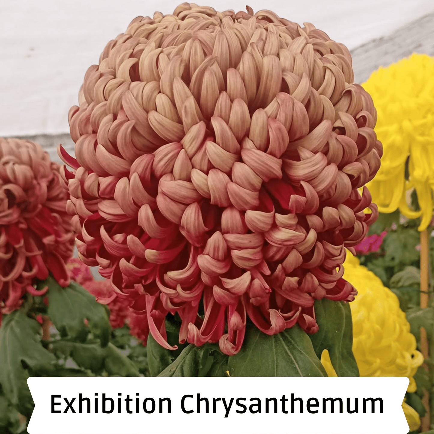 Kokka Syozen Heirloom Chrysanthemum | South Africa - Love Dahlias - south - africa - flower - bulbs