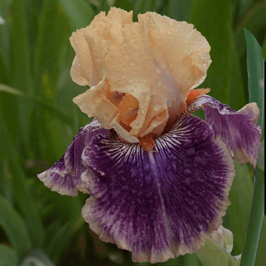 Kozyrny Tuz Bearded Iris (Coming in 2028) - Love Dahlias-south-africa-flower-bulbs