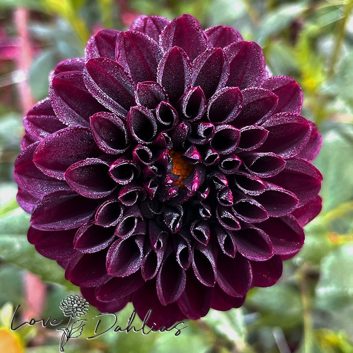 La Recoleta Dahlia Tuber - Love Dahlias - south - africa - flower - bulbs