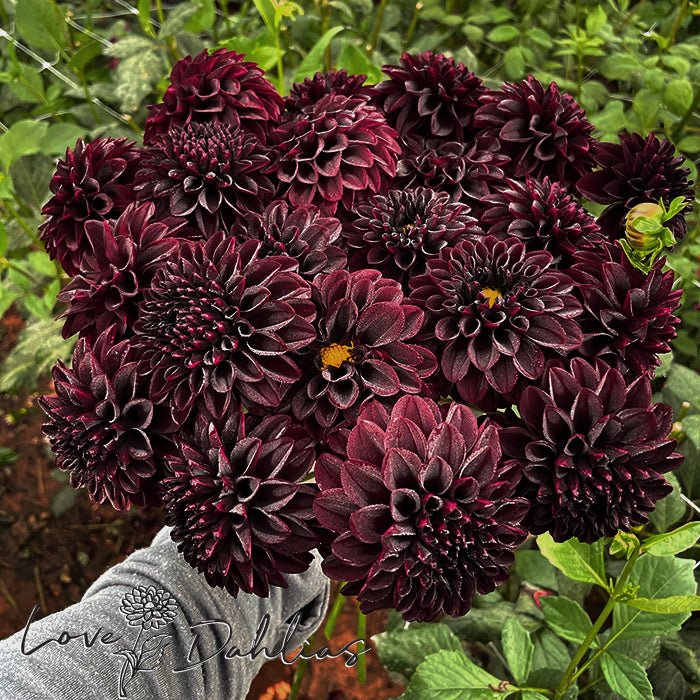 La Recoleta Dahlia Tuber - Love Dahlias - south - africa - flower - bulbs