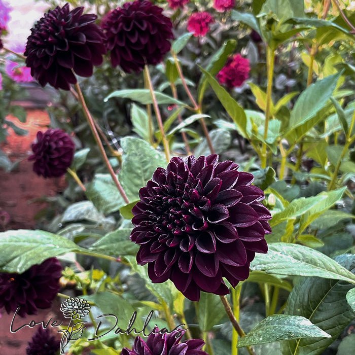 La Recoleta Dahlia Tuber - Love Dahlias - south - africa - flower - bulbs