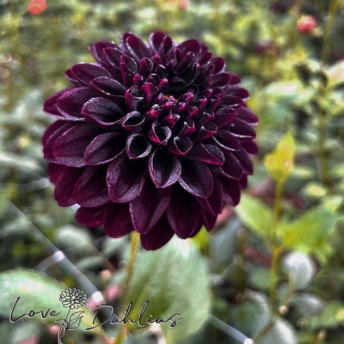 La Recoleta Dahlia Tuber - Love Dahlias - south - africa - flower - bulbs
