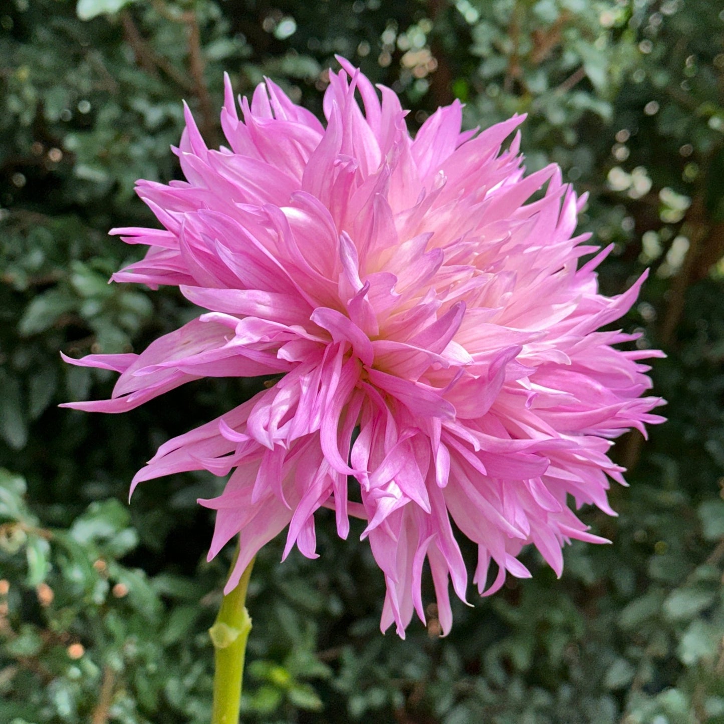 Labyrinth Two Tone Dahlia Tuber - Love Dahlias - south - africa - flower - bulbs