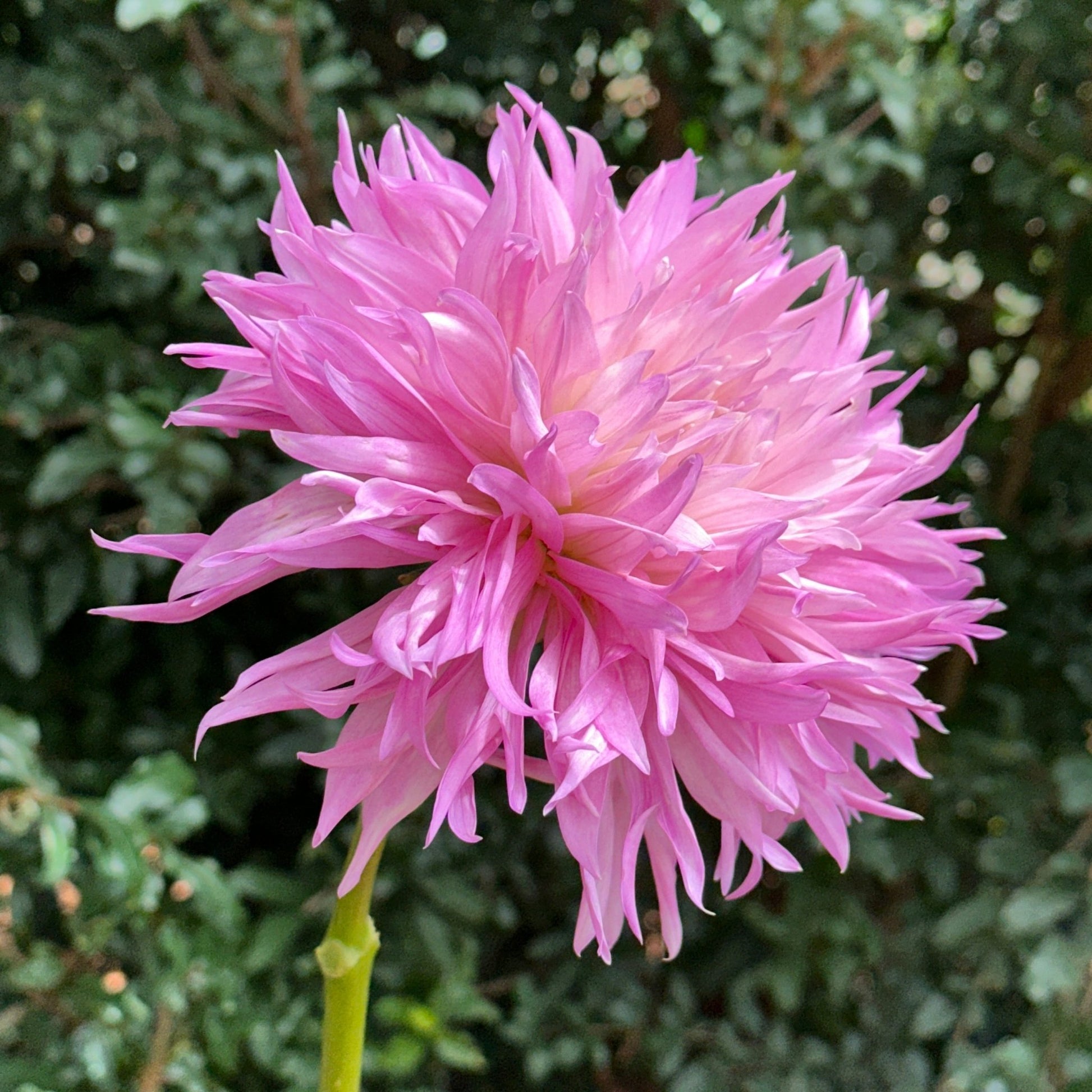 Labyrinth Two Tone Dahlia Tuber - Love Dahlias - south - africa - flower - bulbs