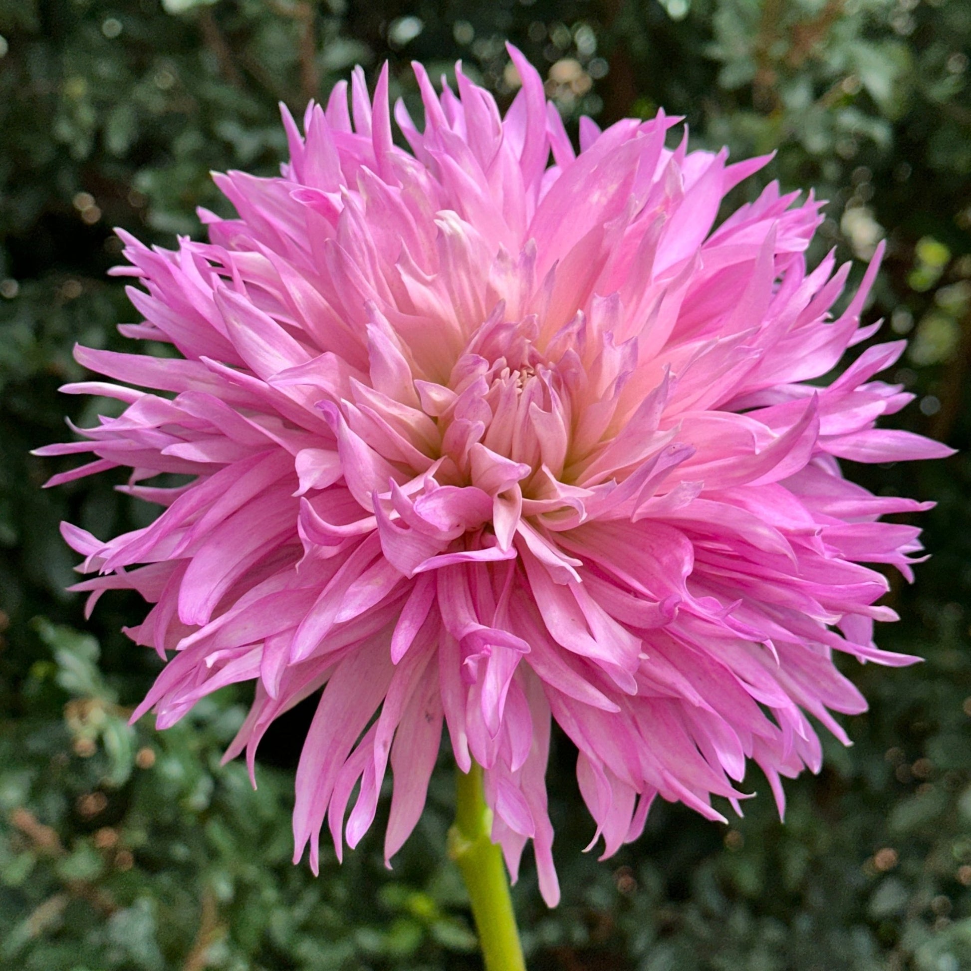 Labyrinth Two Tone Dahlia Tuber - Love Dahlias - south - africa - flower - bulbs