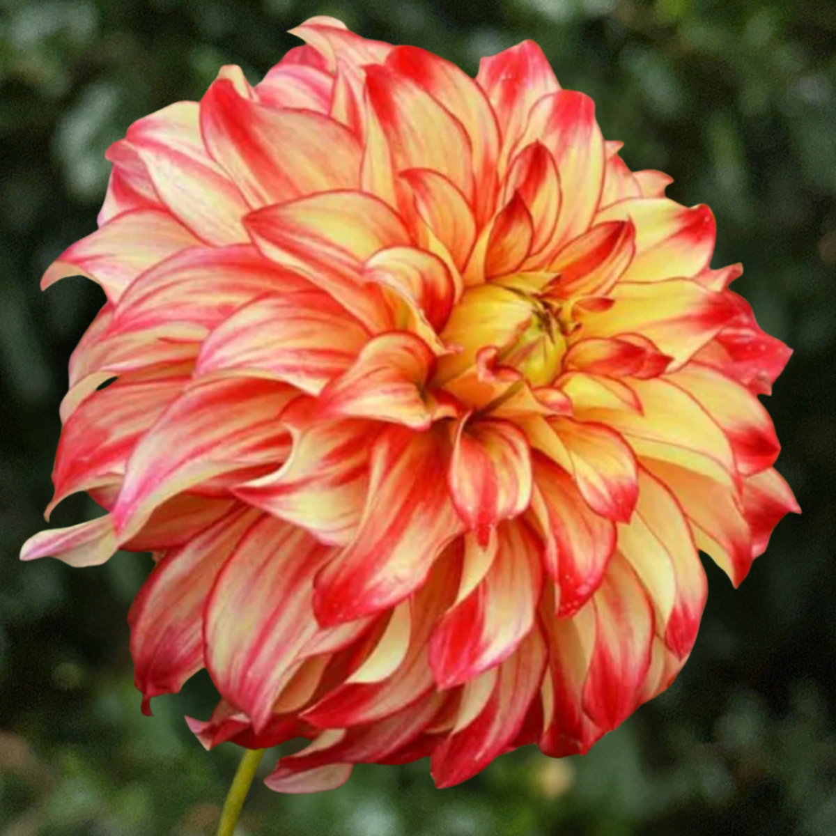 Lady Darlene Dahlia Tuber Dahlia Tuber | South Africa - Love Dahlias-south-africa-flower-bulbs