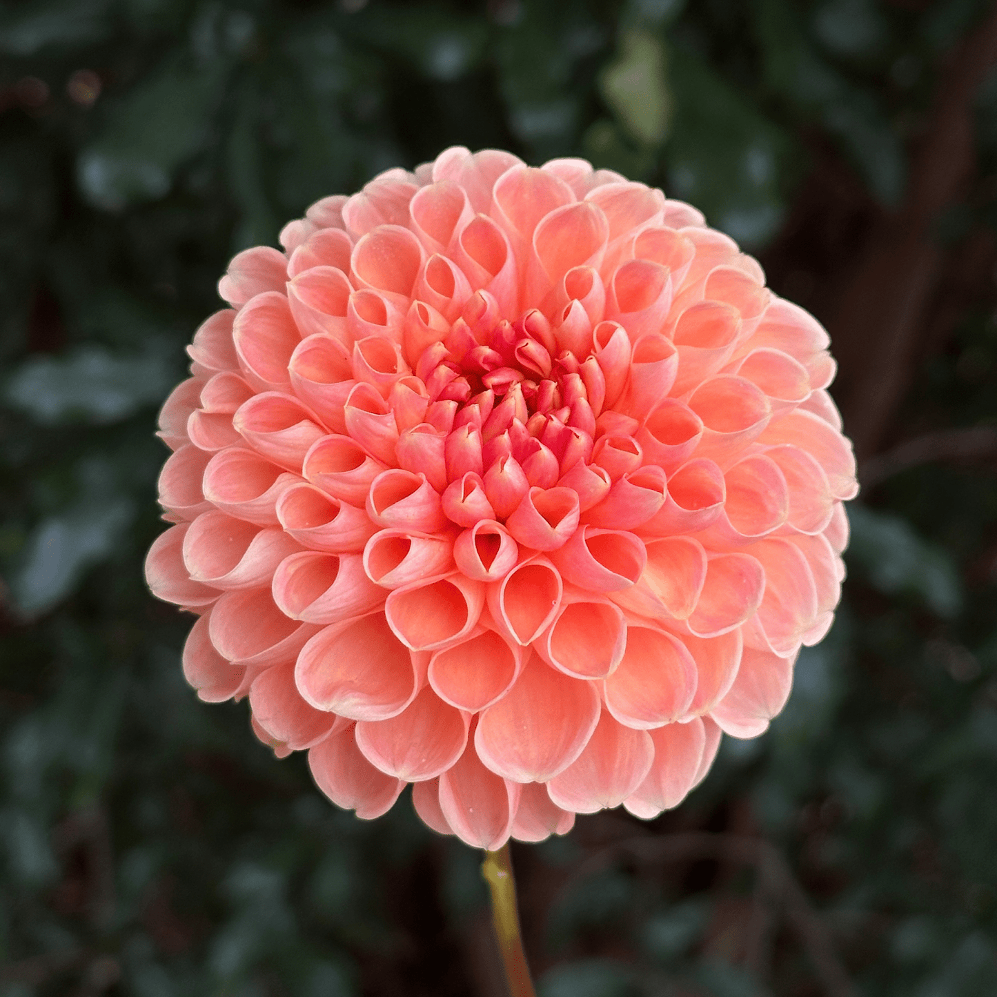 Lakeview Lucky Dahlia Tuber | South Africa - Love Dahlias - south - africa - flower - bulbs