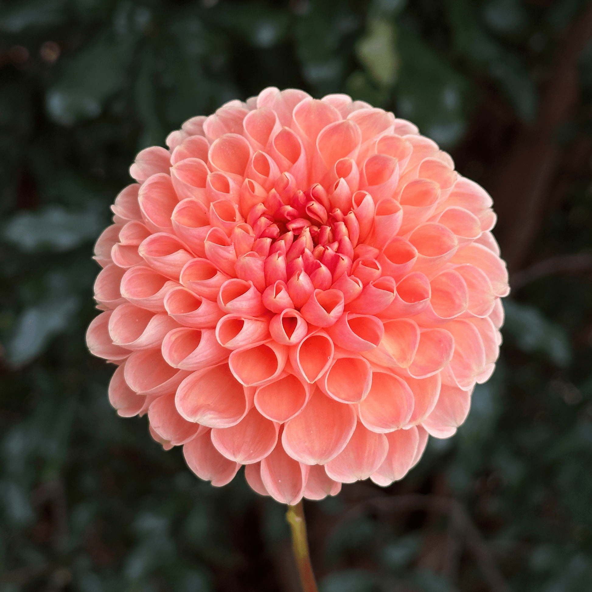 Lakeview Lucky Dahlia Tuber | South Africa - Love Dahlias - south - africa - flower - bulbs