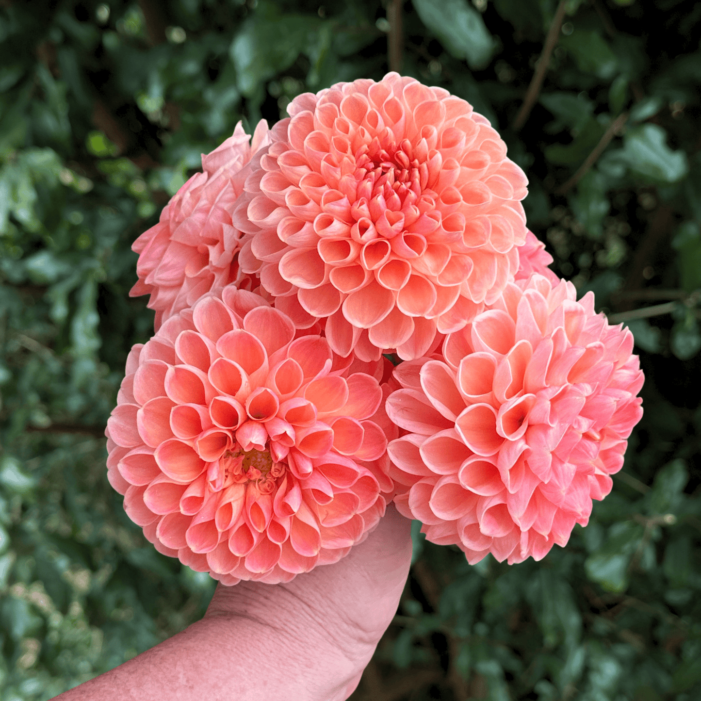 Lakeview Lucky Dahlia Tuber | South Africa - Love Dahlias - south - africa - flower - bulbs