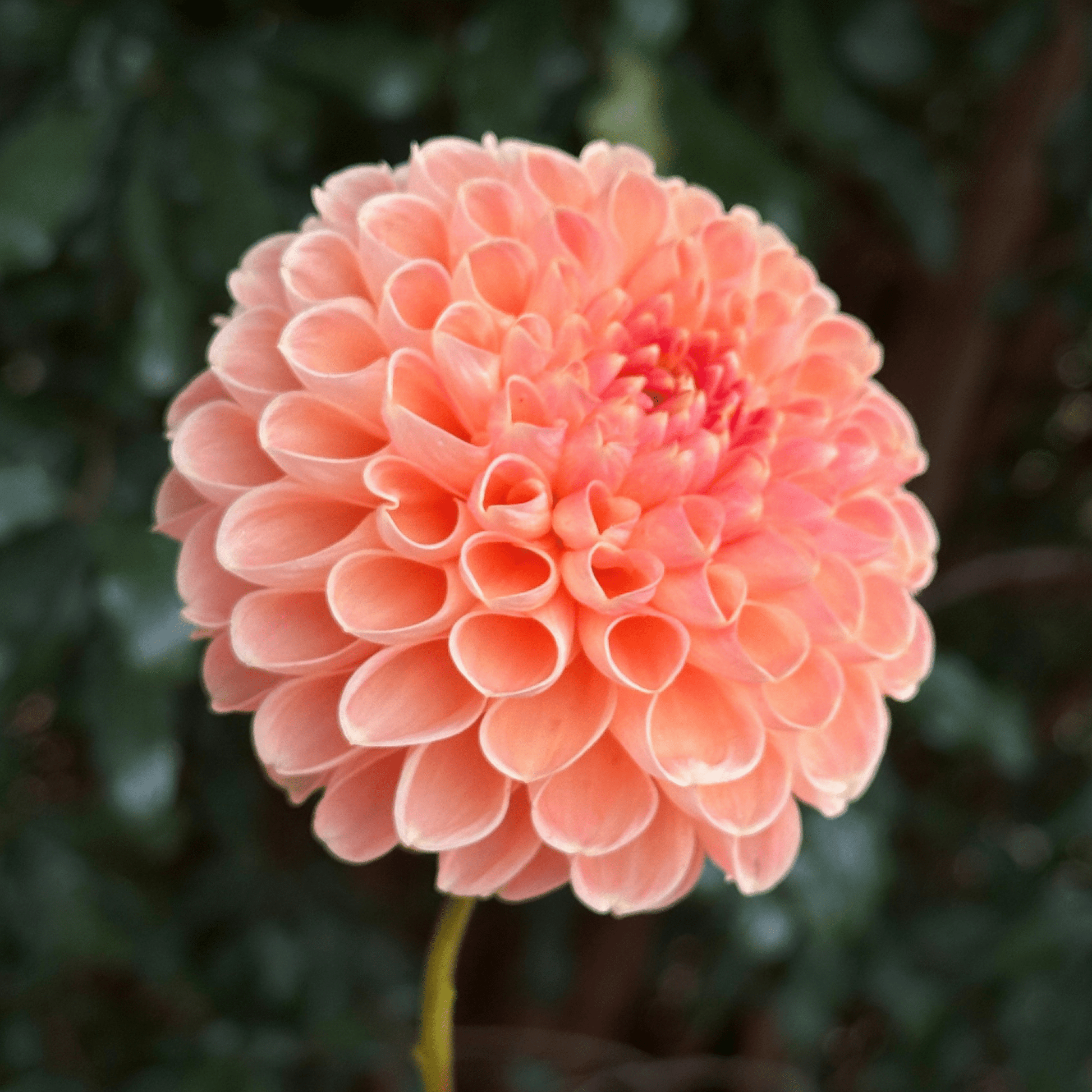 Lakeview Lucky Dahlia Tuber | South Africa - Love Dahlias - south - africa - flower - bulbs