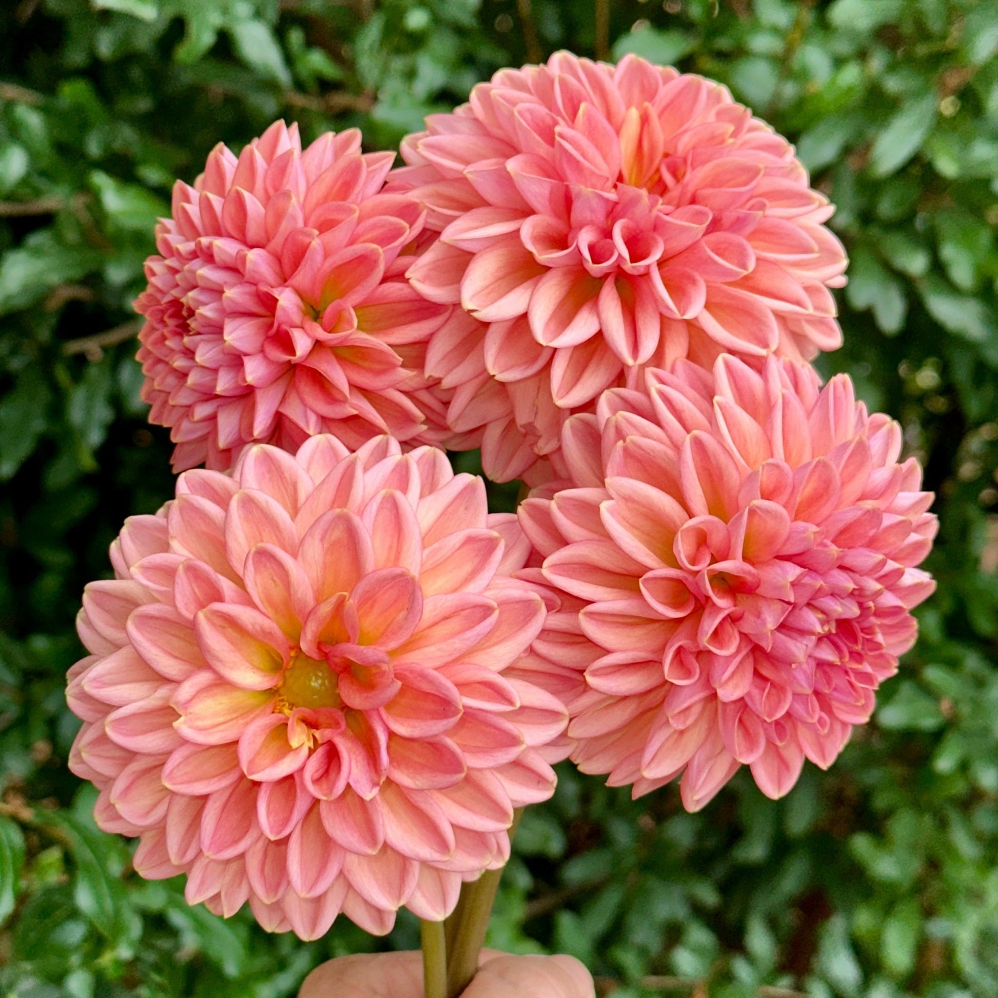 Lark's Ebbe Dahlia (Limit 1 p.p) - Love Dahlias - south - africa - flower - bulbs