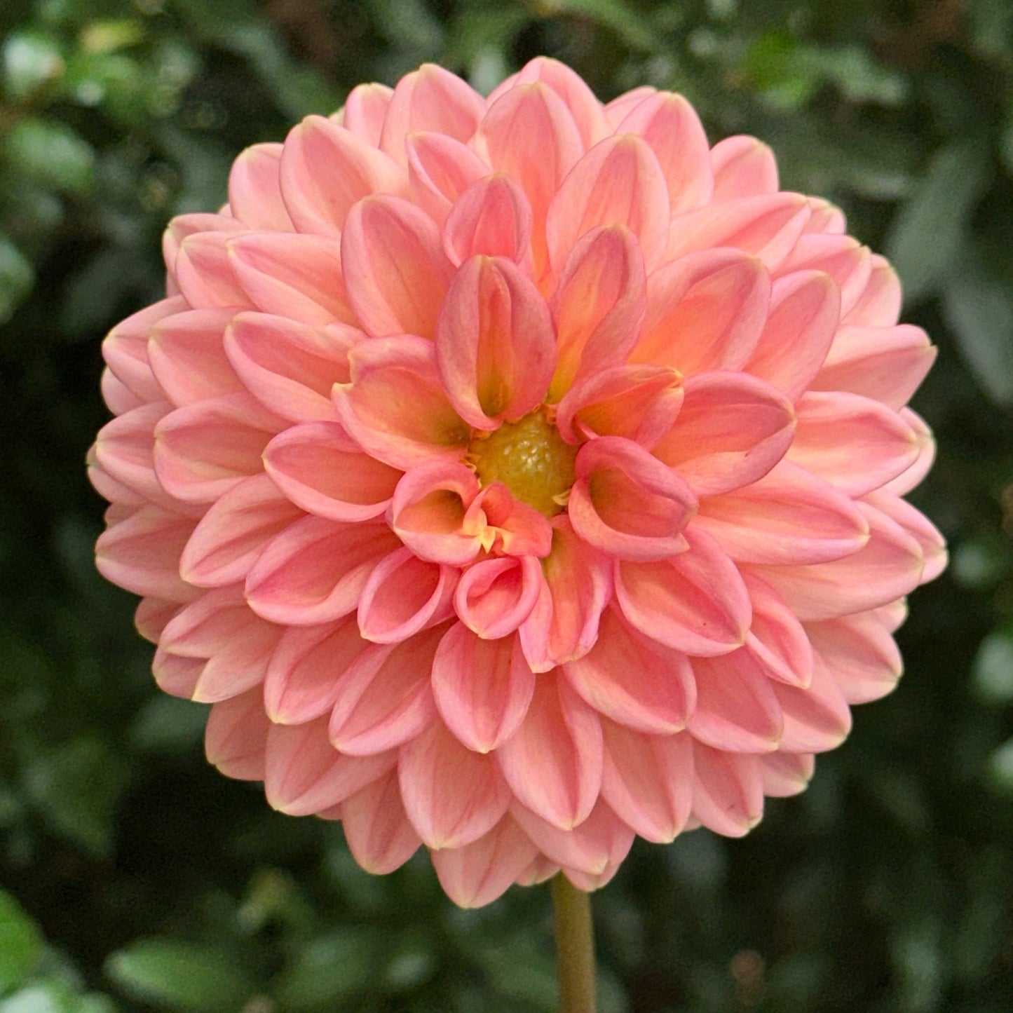 Lark's Ebbe Dahlia (Limit 1 p.p) - Love Dahlias - south - africa - flower - bulbs