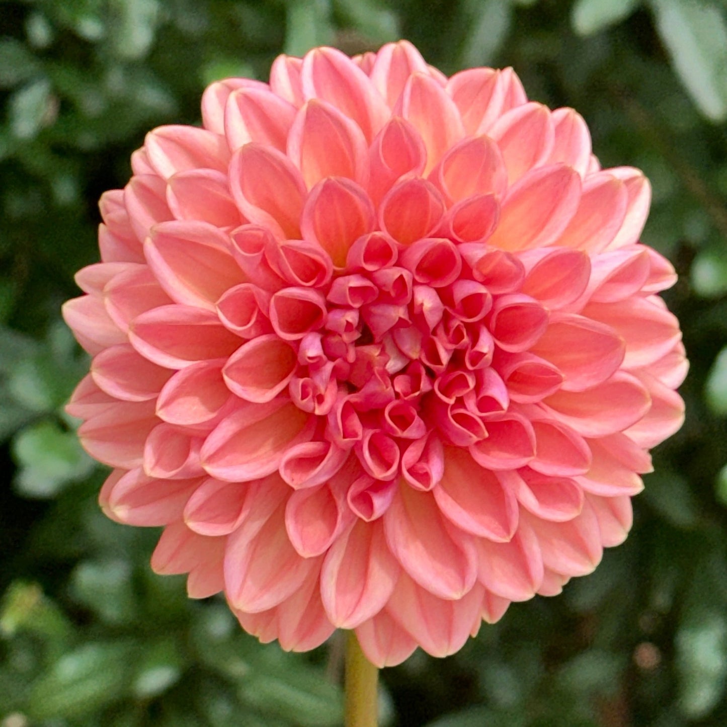 Lark's Ebbe Dahlia (Limit 1 p.p) - Love Dahlias - south - africa - flower - bulbs