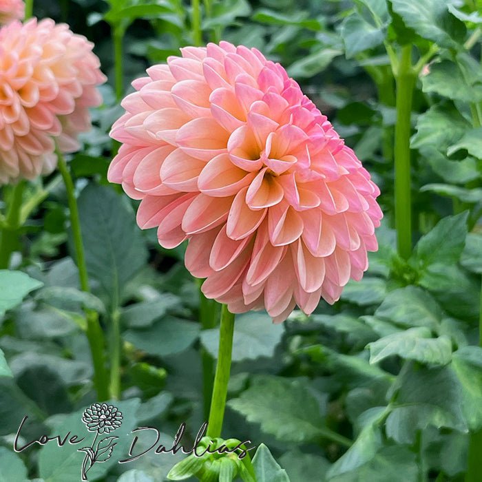 L.A.T.E Dahlia Tuber - Love Dahlias - south - africa - flower - bulbs